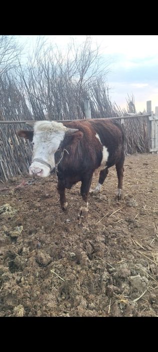 2 бұқа сатылады.