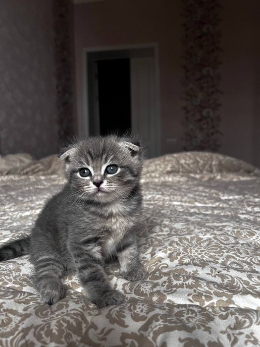 Кошка  Скоттиш Фолд