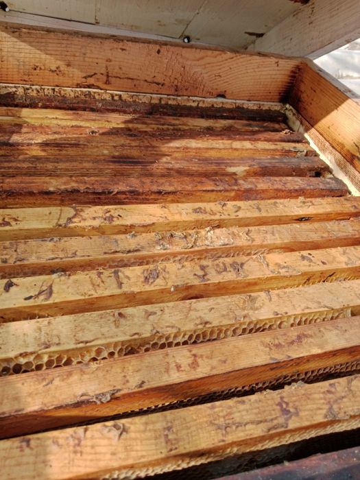 Улья для пчеловодства