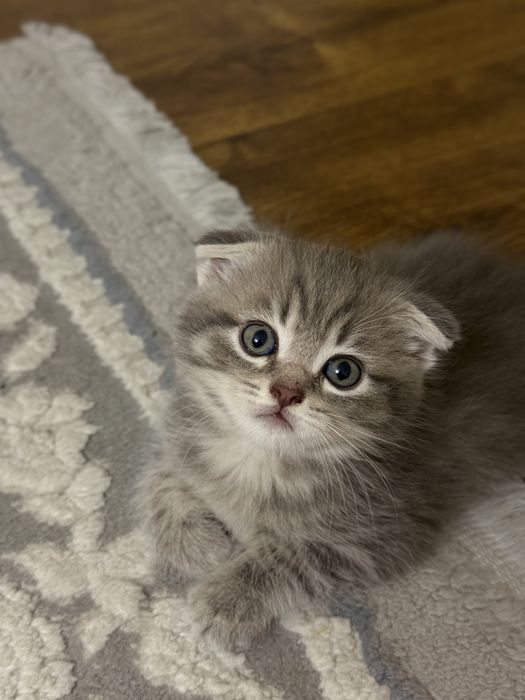 Продаются Котята Шиншилла