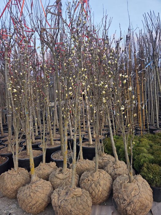 Magnolie grandiflora