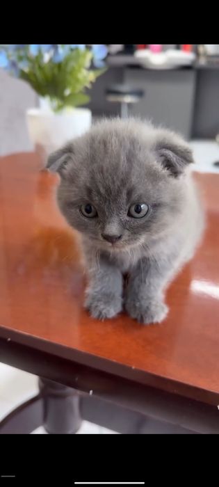 Scottish Fold sotiladi