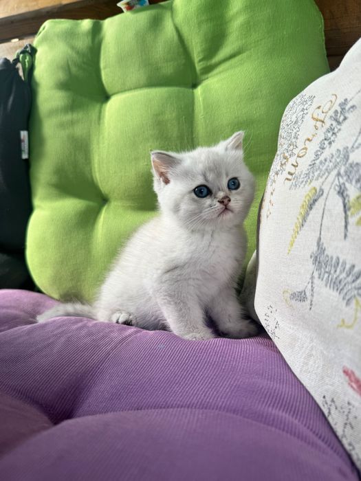 Британски котенца