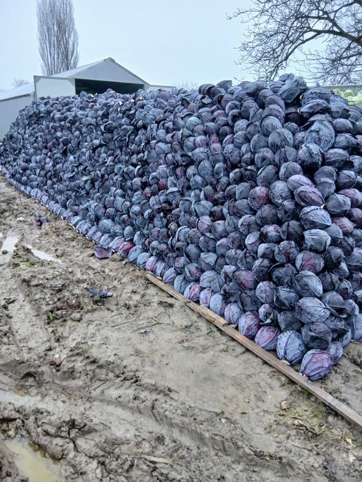 Vand varza rosie si alba