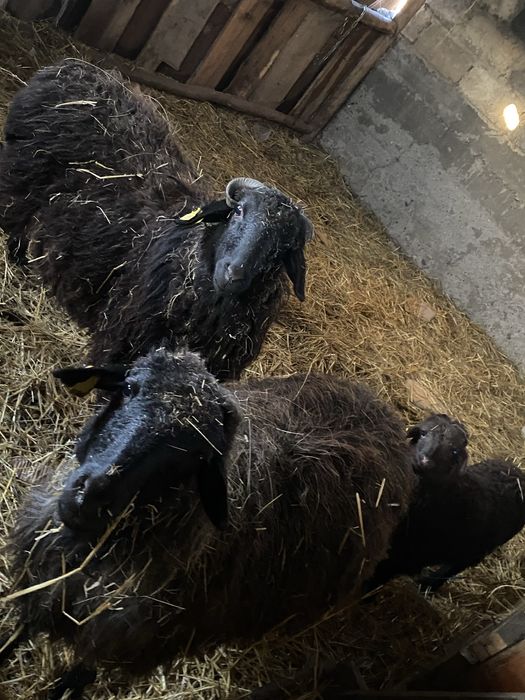 Продам баранов срочно