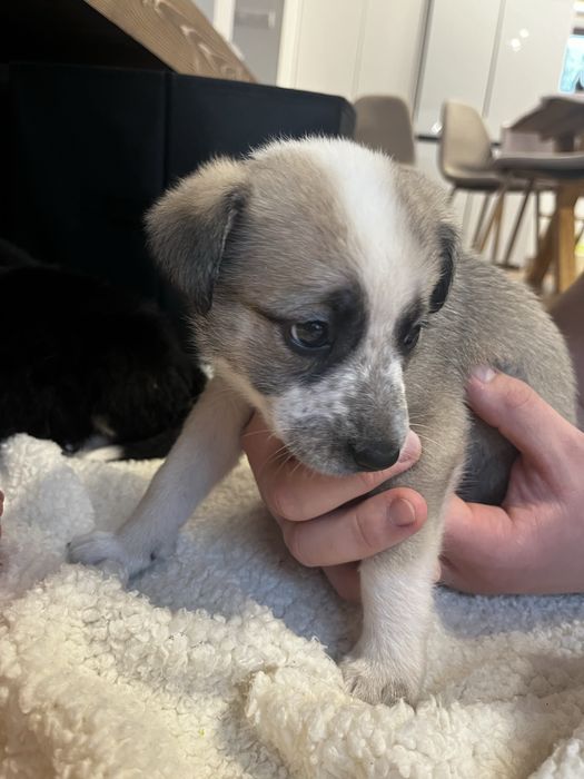 Подаряваме бебета кучета