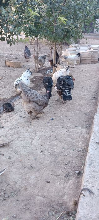 Үндік, күрке, индюшка