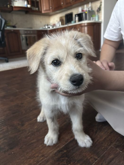 Щенок Бонни в добрые руки