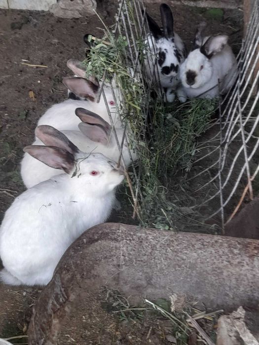 Продавам домашни зайци