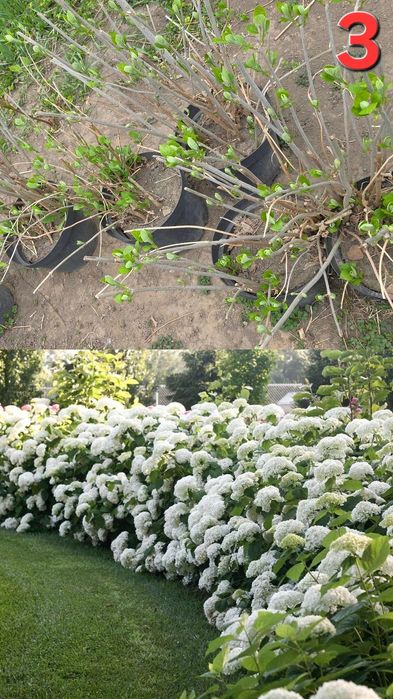 Растения для улицы