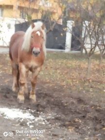Armasar de vânzare de 5 ani