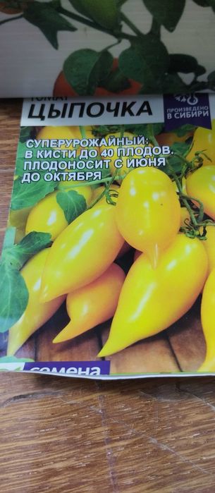 Недорого продам рассаду