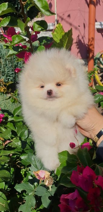 Померан мини померан