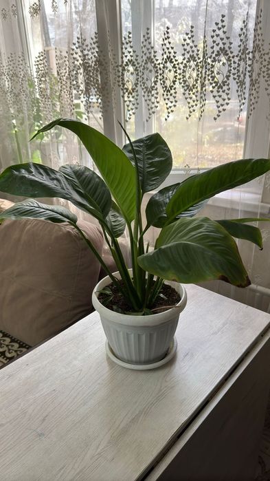 Үйде өсетін гүдер