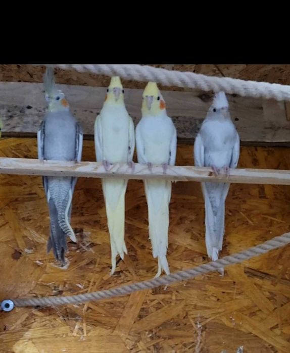 Porumbei misrlii papagali perusi nimfe agarponis turturele razatoare