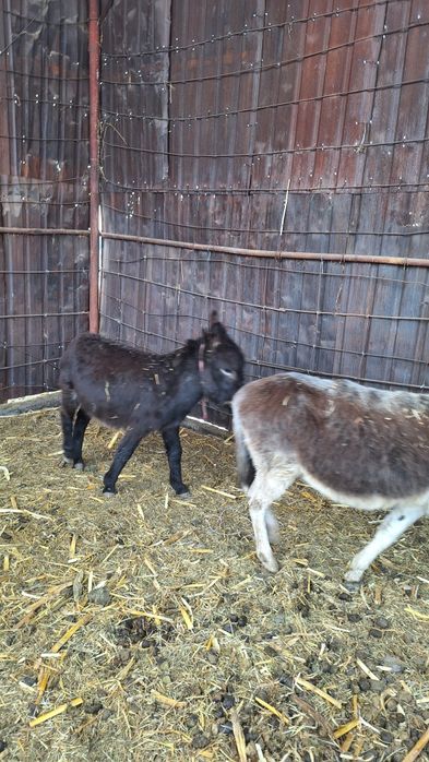 Продаются два ишака Хороший Мальчики