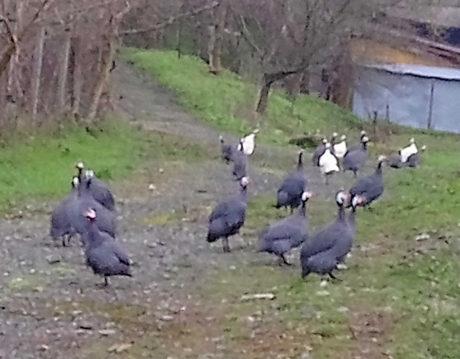 Яйца за инкубация.. катунска кокошка .. патица - /юрдек и неми /