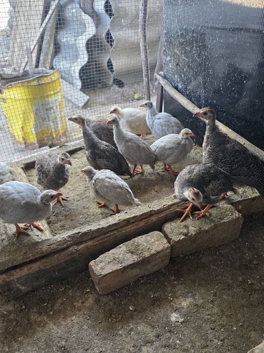 Vând pui de bibilică,curci,rațe,gâște