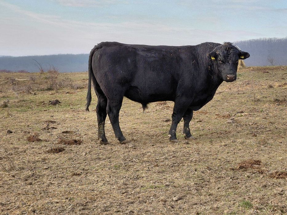 De vinzare taur Angus