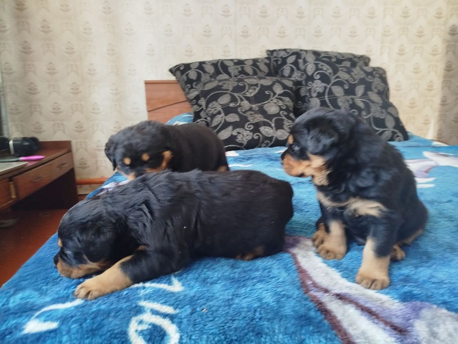 Продаются щенки ротвейлеровв