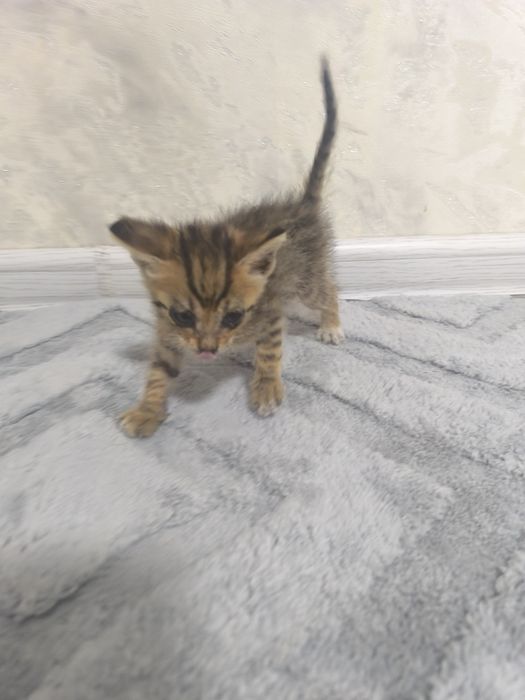 Отдам котенка девочка