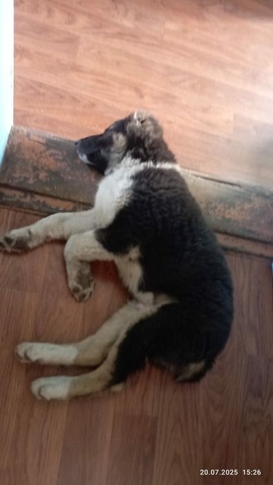 Продам щенков Алабая