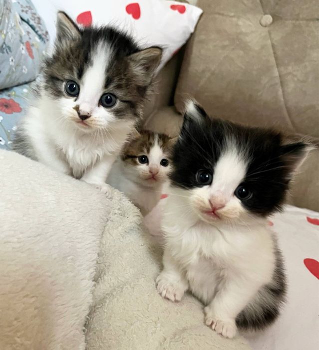 Малыши-котята ищут дом