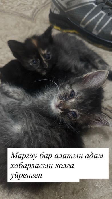 Мангистау обл жанаозен каласы