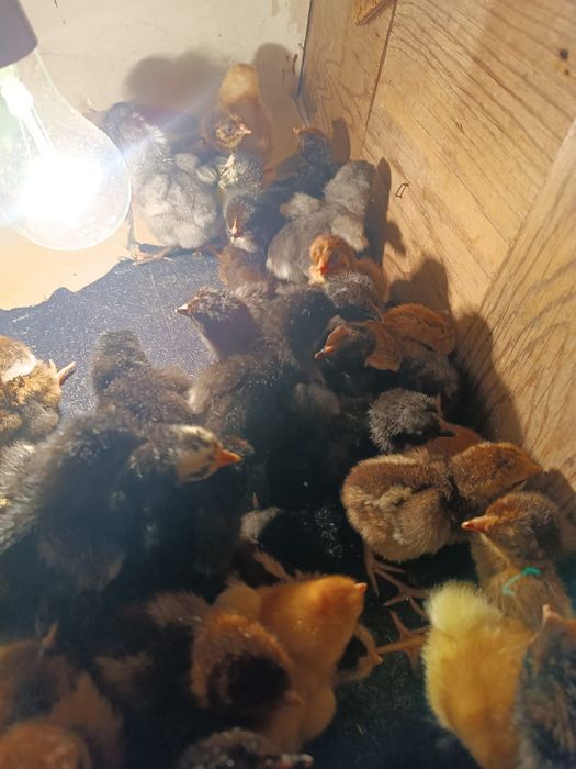 Цыплята.  цыплята