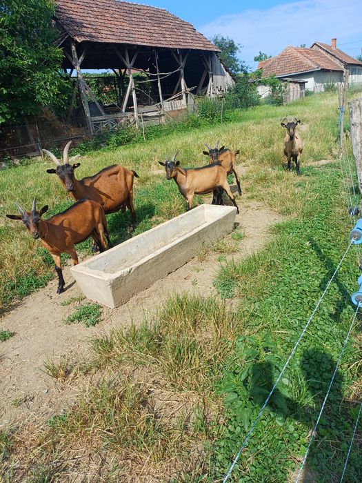 Vând o iada alpin francez și doi tapi alpin francez