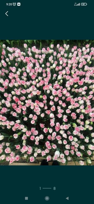 Тюльпаны и сирень оптом на 8 март с теплицы