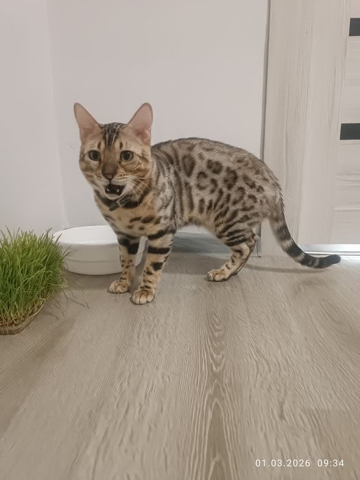 Вязка не продажа.