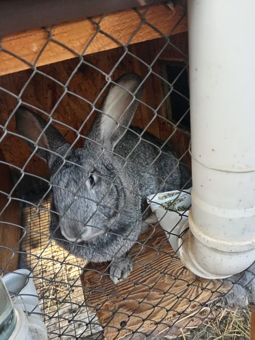 Кролики крупные,