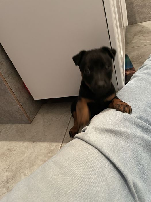 Ягдтерьер щенок