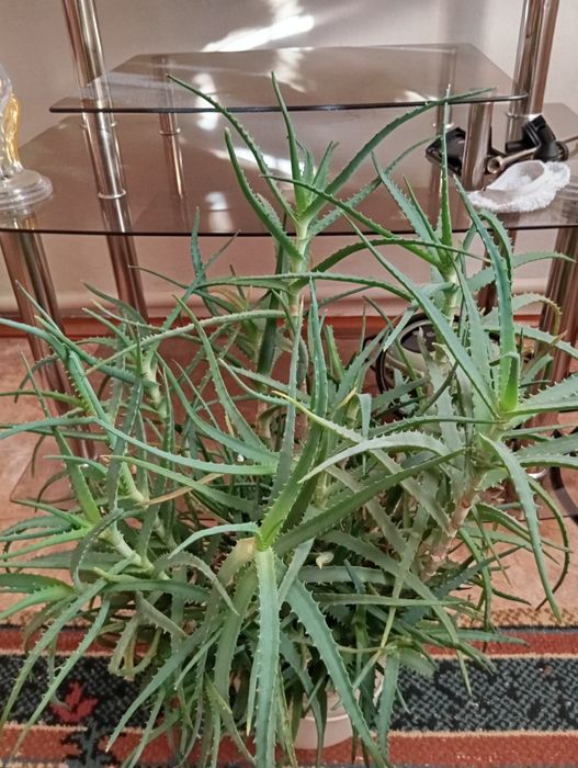 Алоэ лечебный &&