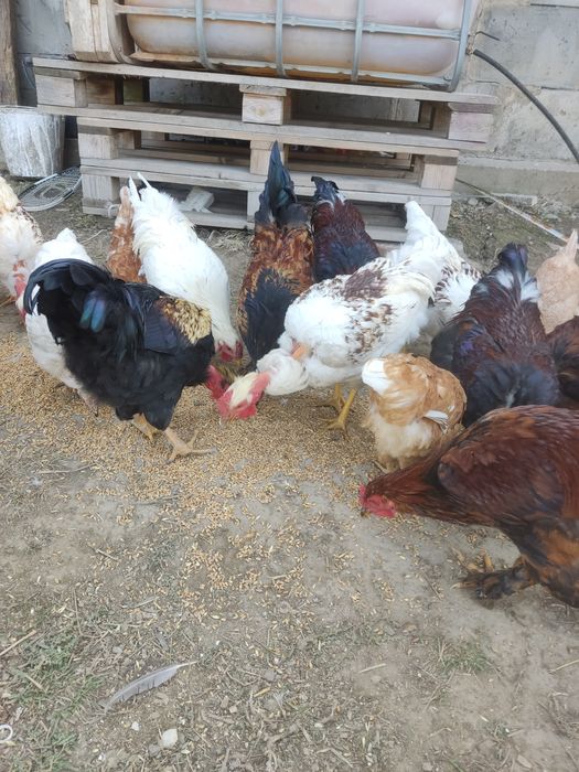 Продам гусей курей