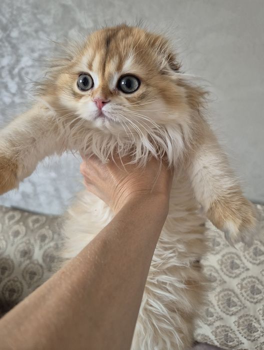 Девочка хайленд фолд