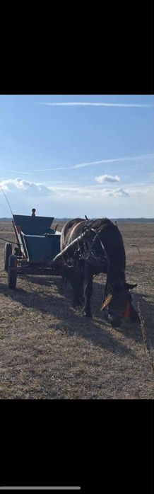 Vand iapa gestanta de 5 ani