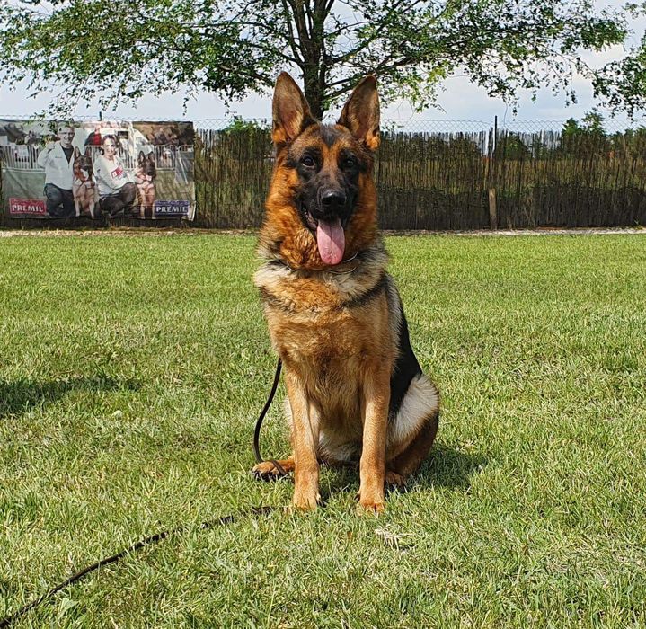 Немско овчарско куче