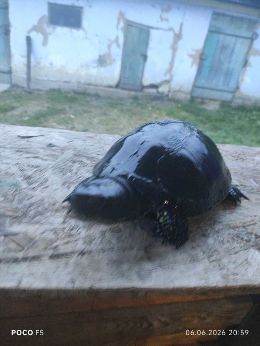 Broasca țestoasă