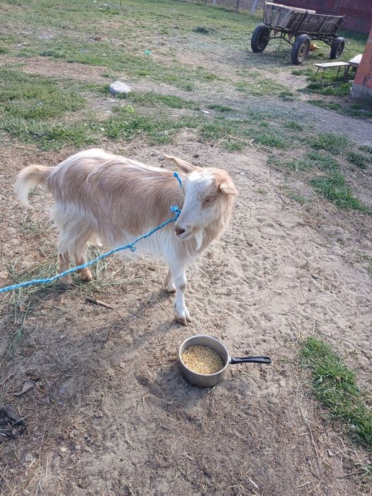 De vânzare o capră de anul trecut gestantă