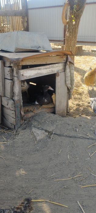 Продам селезней индоуток