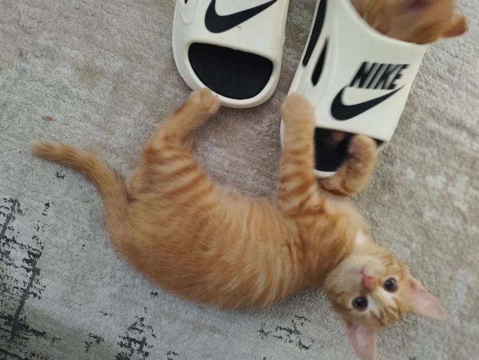 Отдам рыжих котят