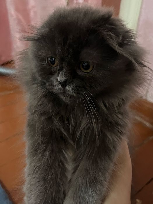 Скотч фолд хайланд
