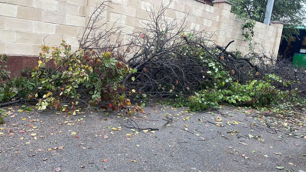 Отдам дрова