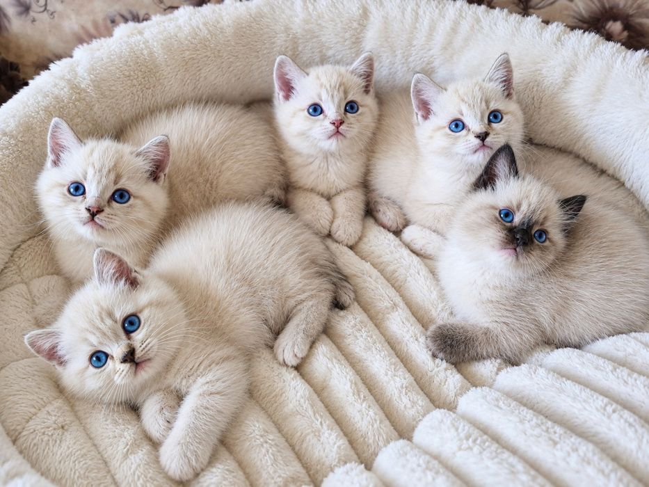 Puiuți ragdoll disponibili