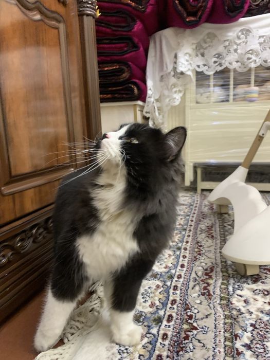 mushuk chiroyli muwuk