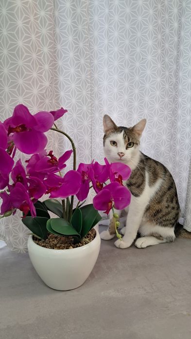 Orhidee artificială