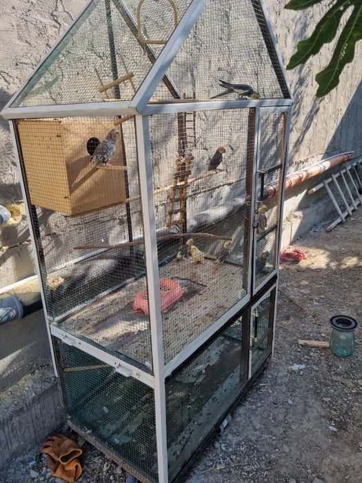 Qushlar sotiladi 1 para qolganlari bollari sog'lom qushlar srochna 975