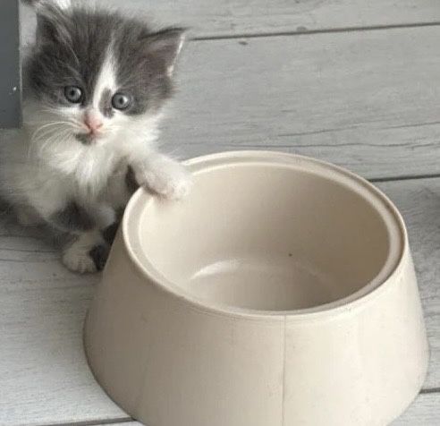 Котенок Алматы девочка